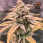 Jack Herer Autoflower von Twins Garden Seeds – Produktbild 5