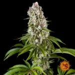Tropicanna Banana von Barneys Farm – Pflanzenaufnahme 1 auf schwarzem Hintergrund