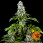 Tropicanna Banana von Barneys Farm – Pflanzenaufnahme 2 auf schwarzem Hintergrund