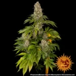Tropicanna Banana von Barneys Farm – Pflanzenaufnahme 3 auf schwarzem Hintergrund