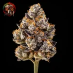 Zoap – Sortenmotiv der feminisierten Samenlinie von Twins Garden Seeds, Bild 1