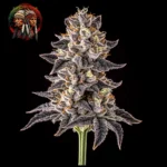 Zoap – Sortenmotiv der feminisierten Samenlinie von Twins Garden Seeds, Bild 2