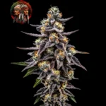 Zoap – Sortenmotiv der feminisierten Samenlinie von Twins Garden Seeds, Bild 3