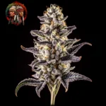 Zoap – Sortenmotiv der feminisierten Samenlinie von Twins Garden Seeds, Bild 4